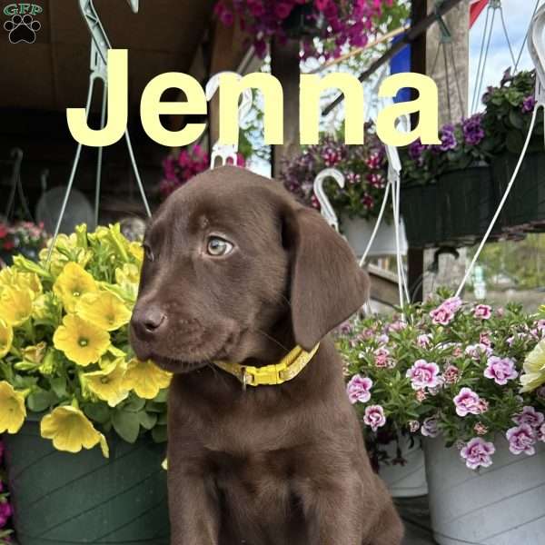 Jenna, Chocolate Labrador Retriever Puppy